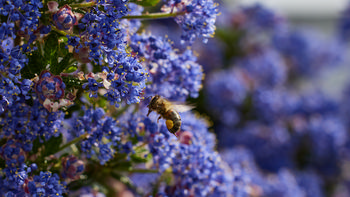 Bee landing on lilac This macro photograph captures a bee as it prepares to land on a lilac plant, surrounded by vibrant clusters of blue-purple flowers. The image was taken in the early afternoon during the spring season, a time when bees and other insects are actively pollinating plants. The detailed focus on the bee and the lilac flowers highlights the important relationship between these insects and flowering plants. No manmade or natural landmarks are visible in the image, as the frame is entirely filled with the dense blooms and leaves of the lilac, showcasing the intricate beauty of plant life and the essential role of bees in the ecosystem.